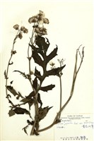 藏品(黃花三七草)的圖片